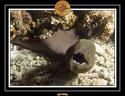 2009 Embudu PL 043