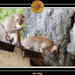 Singes
