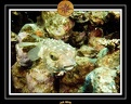 CPO 2010 El Qoseir 17