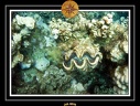 CPO 2010 El Qoseir 22