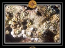 CPO 2010 El Qoseir 61