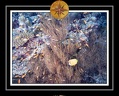 2010 Maldives 002