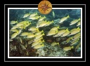 2010 Maldives 008