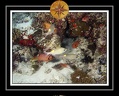 2010 Maldives 009