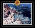 2010 Maldives 010
