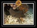 2010 Maldives 011