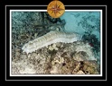 2010 Maldives 013