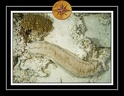 2010 Maldives 014