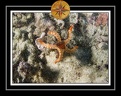 2010 Maldives 016