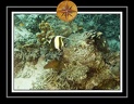 2010 Maldives 017