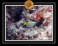 2010 Maldives 019