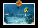2010 Maldives 020