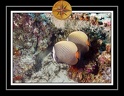 2010 Maldives 021