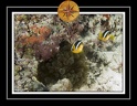2010 Maldives 023