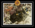 2010 Maldives 024