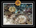 2010 Maldives 025