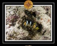 2010 Maldives 028