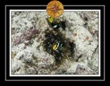 2010 Maldives 029