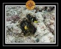 2010 Maldives 030