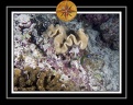 2010 Maldives 031