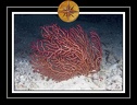 2010 Maldives 032
