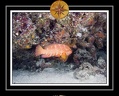 2010 Maldives 033