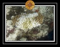 2010 Maldives 034