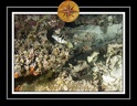 2010 Maldives 035