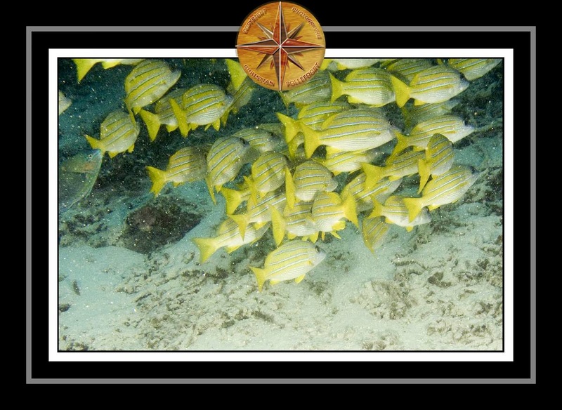 2010 Maldives 037