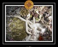2010 Maldives 039