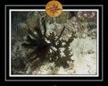 2010 Maldives 041