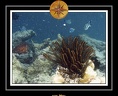 2010 Maldives 043