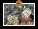 2010 Maldives 047