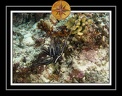 2010 Maldives 048