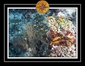 2010 Maldives 049