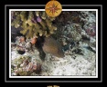 2010 Maldives 051