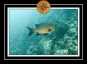 2010 Maldives 052