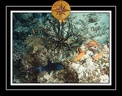 2010 Maldives 053
