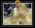 2010 Maldives 054
