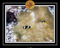 2010 Maldives 055