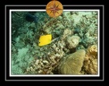 2010 Maldives 059