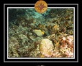 2010 Maldives 060