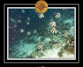 2010 Maldives 062