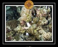 2010 Maldives 064
