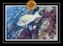 2010 Maldives 065