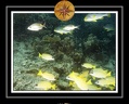 2010 Maldives 066