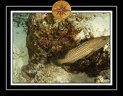 2010 Maldives 070