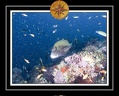 2010 Maldives 073