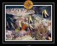 2010 Maldives 075