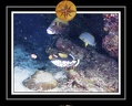 2010 Maldives 080